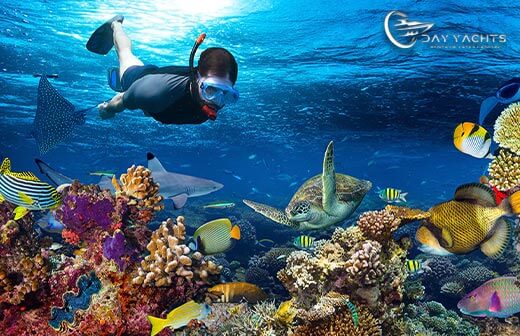 Snorkel en el Arrecife Coral por Isla Mujeres: Una Aventura Subacuática​