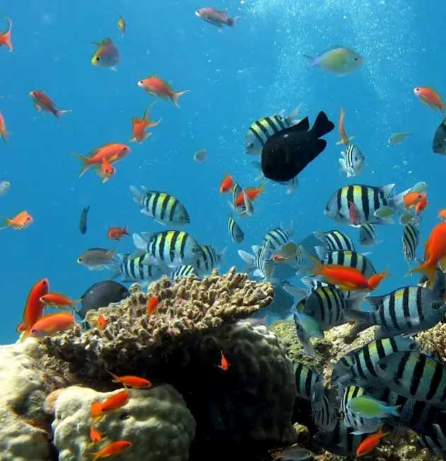 Peces tropicales nadando sobre el arrecife El Meco durante una excursión en yate en Cancún.